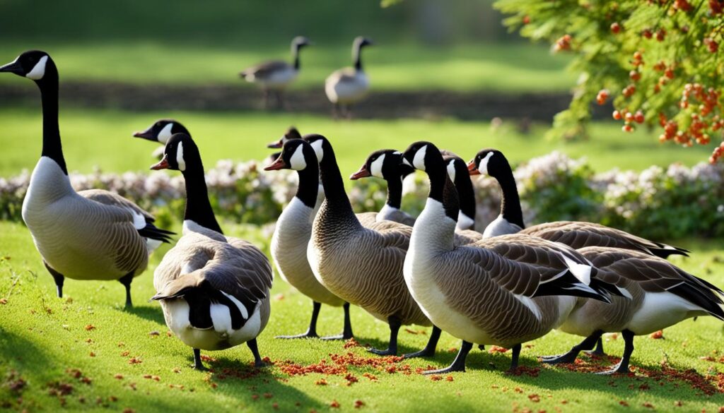 food preferences of geese