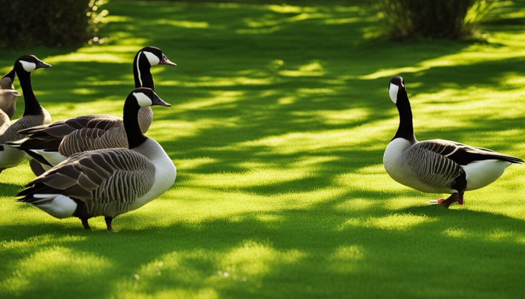 geese feeding on grass